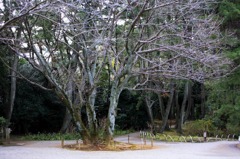 春待ち桜（於三渓園）