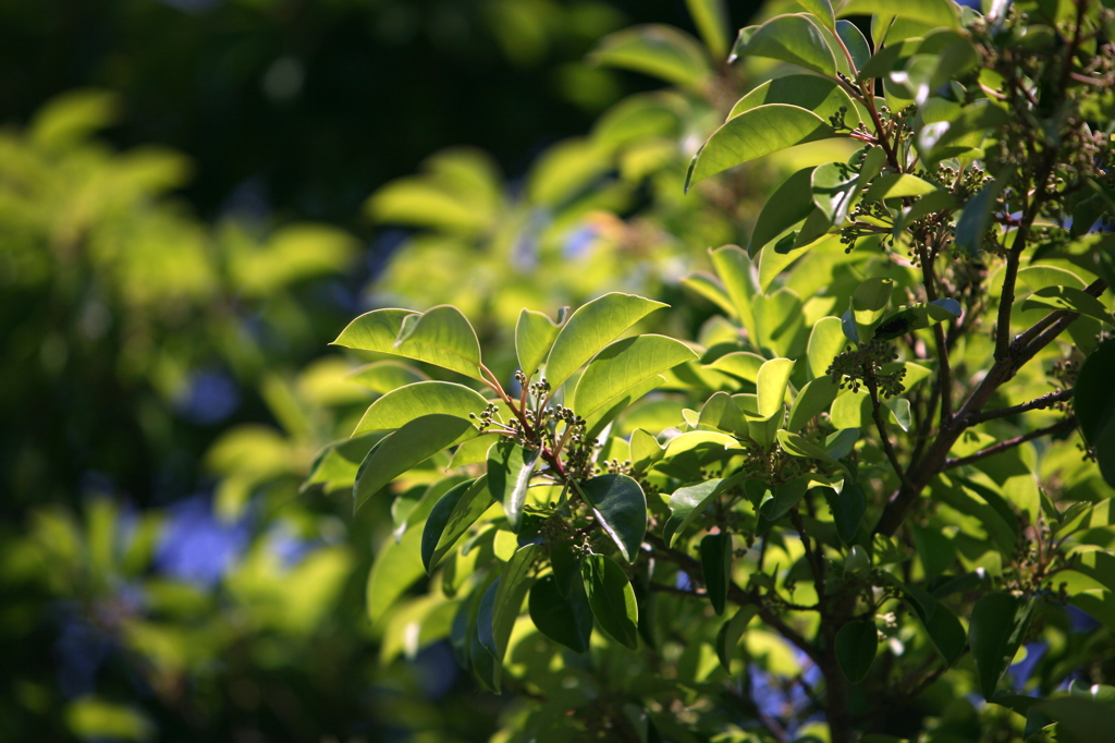 春から初夏へ-2 