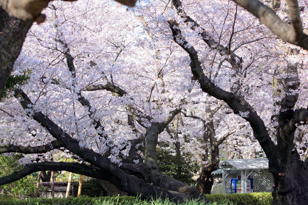 横浜の桜-3