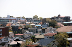 桜の横浜