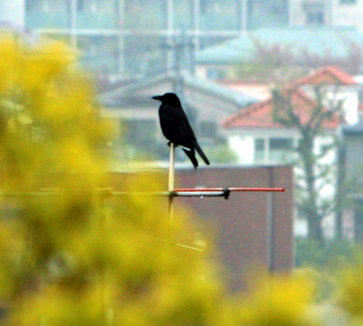 眼に青葉、でも雨じゃ～