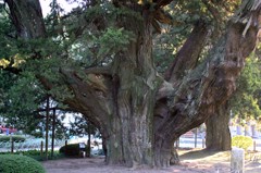 鎌倉建長寺のビャクシン (1)