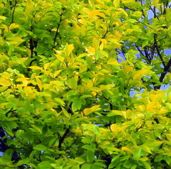 目に青葉・・・・・・・