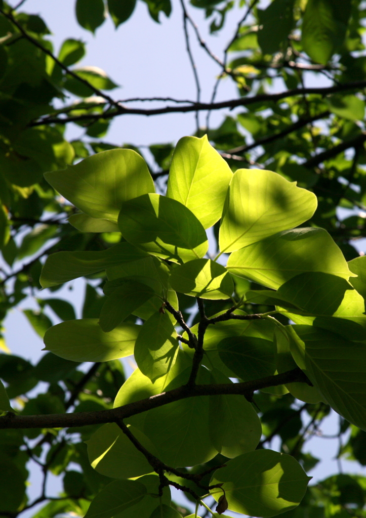 木陰-3