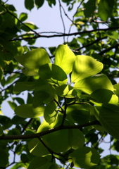 木陰-3