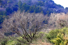 冬から春へ2014-2