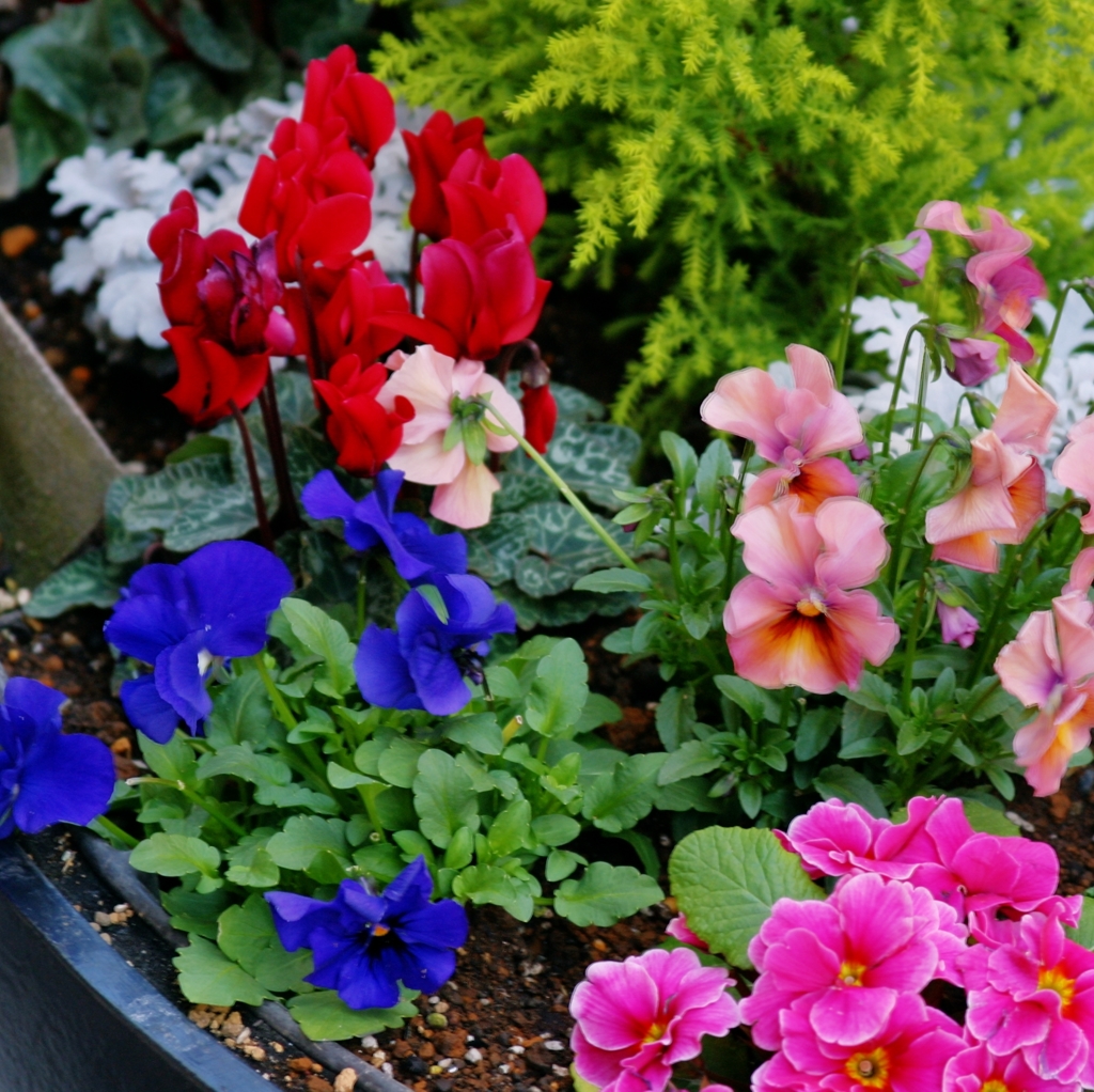 北の光の花-111