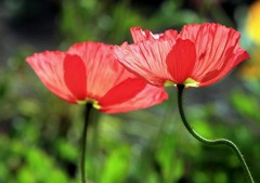 光の中の芥子-4