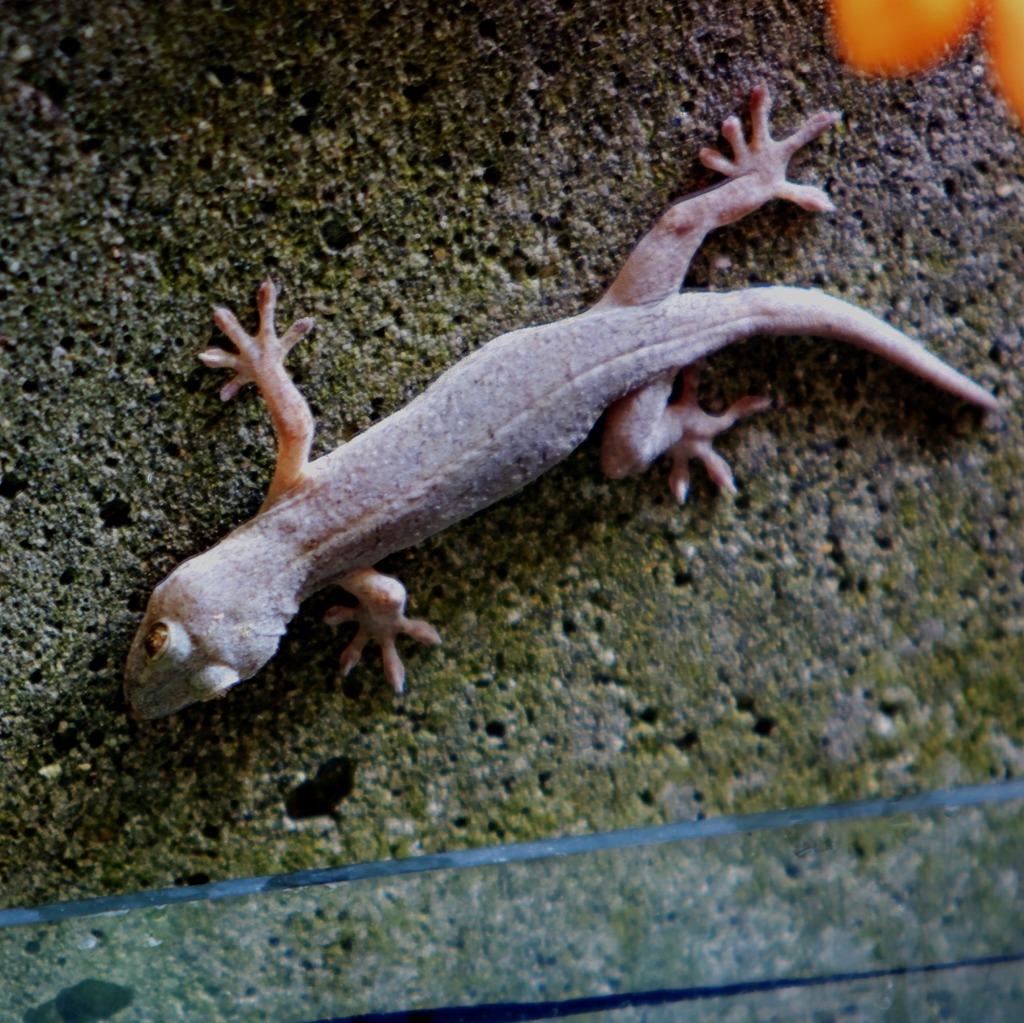 垂直の壁も平気