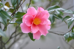 今年最後の花