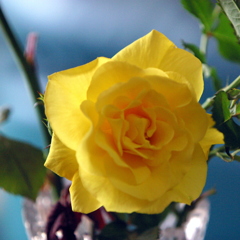 今朝の食卓の薔薇