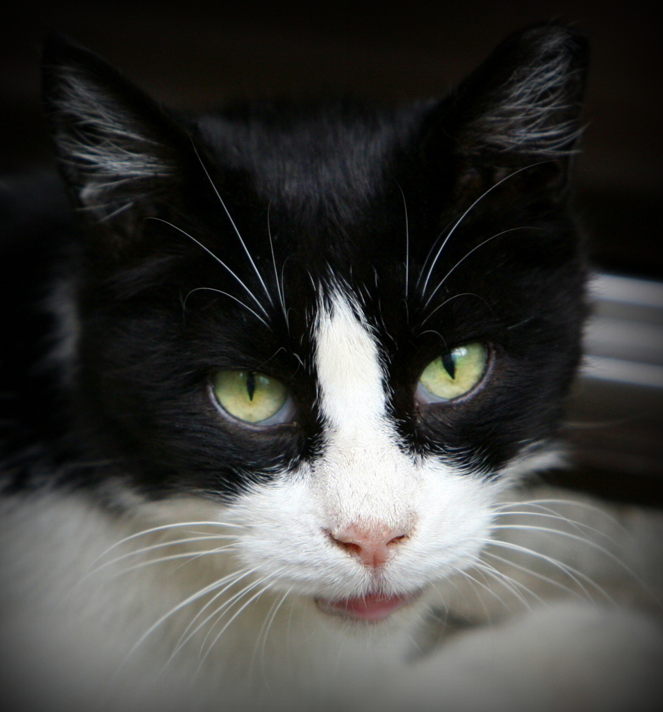 今日は何だい？