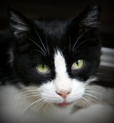 今日は何だい？