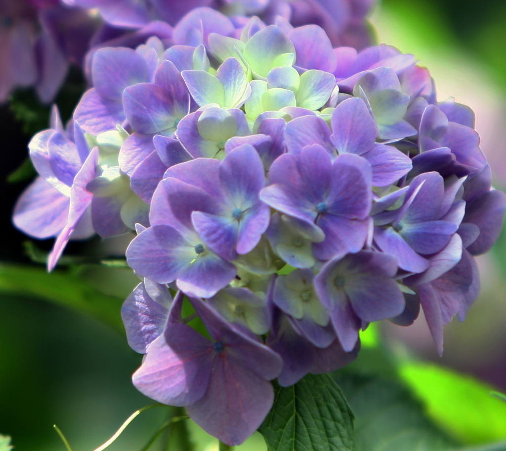 三渓園-紫陽花咲いた