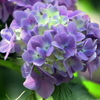 三渓園-紫陽花咲いた
