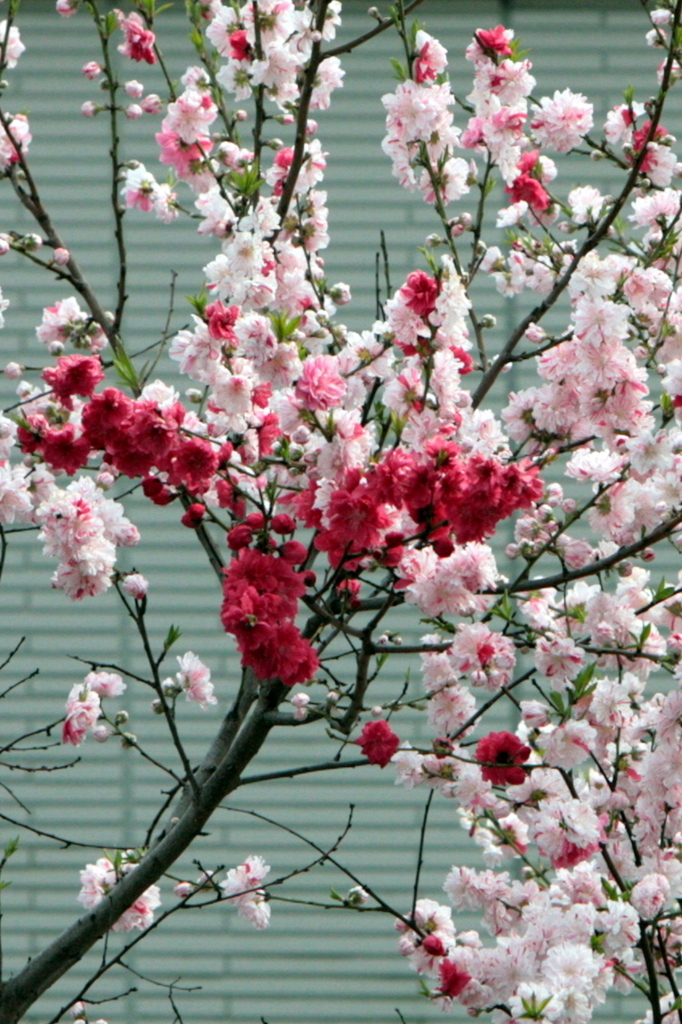 庭の源平桃満開