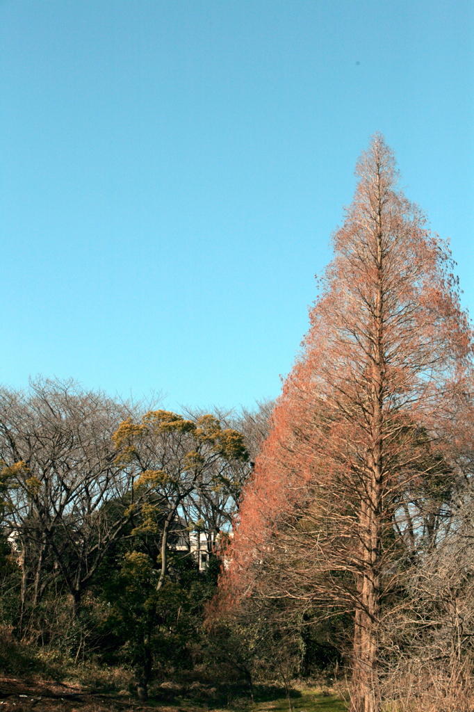 冬の陽－２