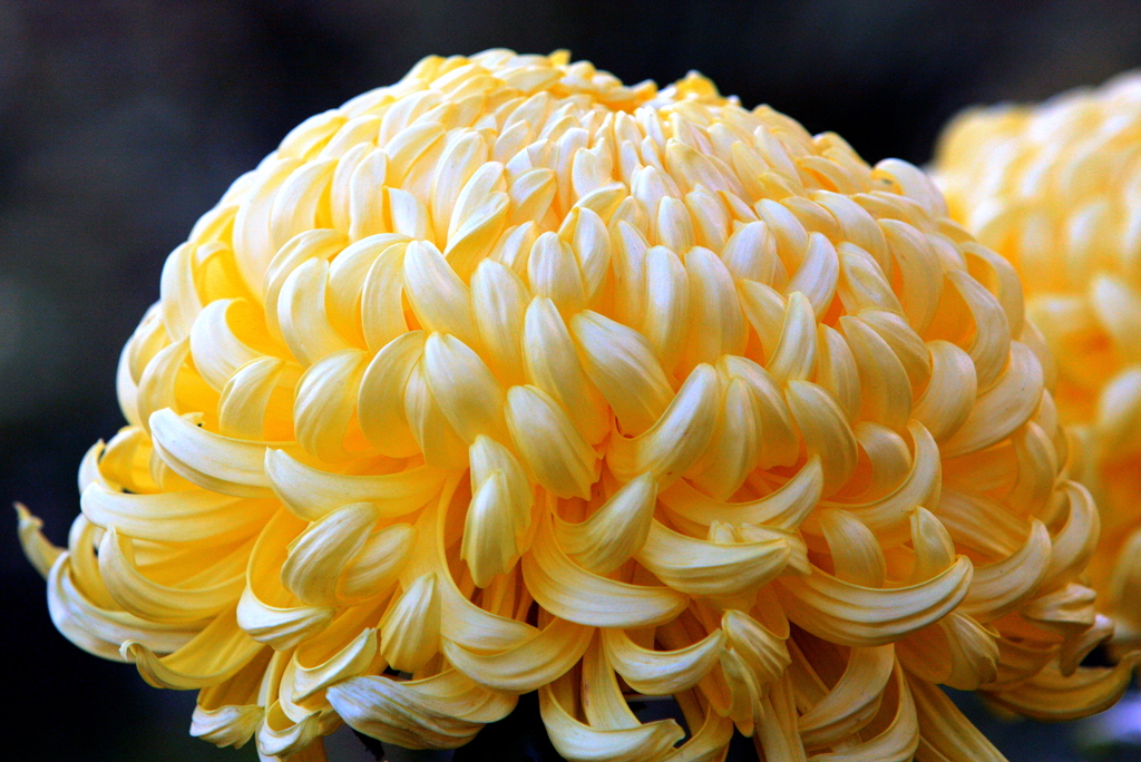 菊の花