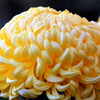 菊の花