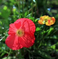 光の中の芥子-5