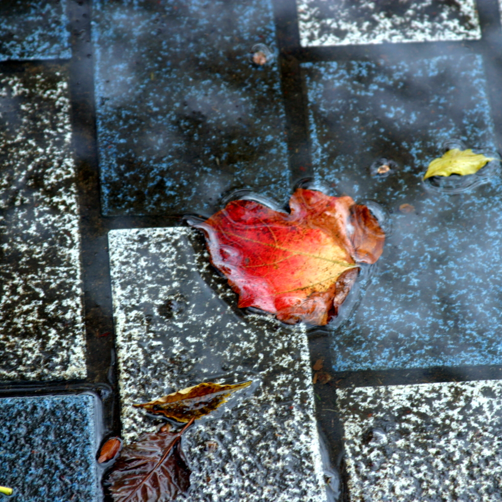 秋雨の歩道