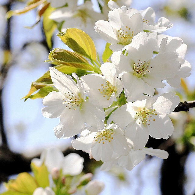 同じ樹の花