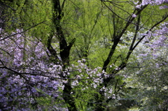 桜と若葉の春