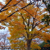 ケヤキの秋