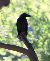 三ツ池のカラス君（？）