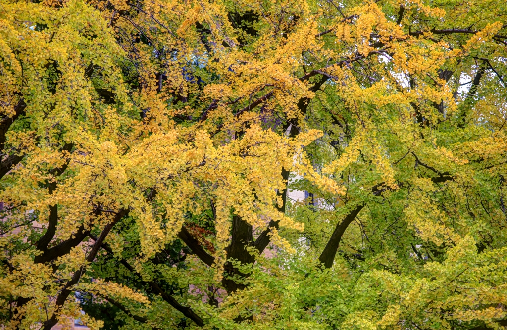 ２０１３横浜秋