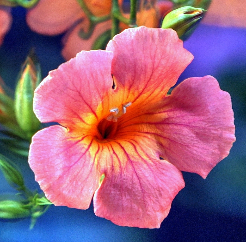 華