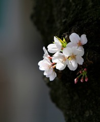 2015の桜よ、さようなら