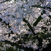 掃部山の桜-2