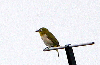 鳴き終わりじゃ