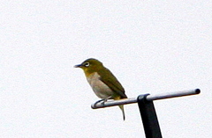鳴き終わりじゃ