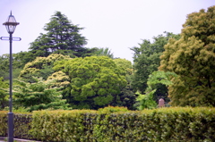 緑-2015-7