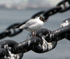 港のカモメ-111