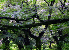 雨の森