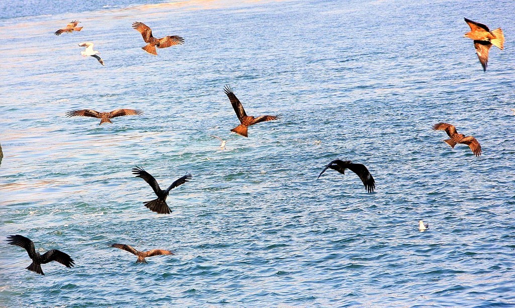 鳶と鴎と鷹？？