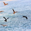 鳶と鴎と鷹？？