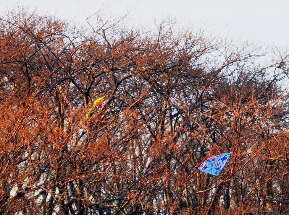 強者共の夢の跡222