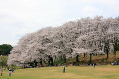 桜満開