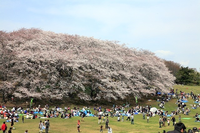 桜の待っている春