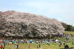 桜の待っている春