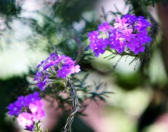 夏の終わりの詩108