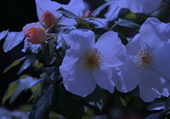 初夏の光の薔薇-1