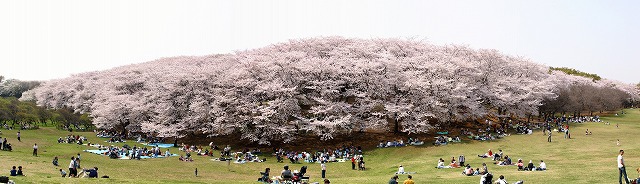 横浜春爛漫