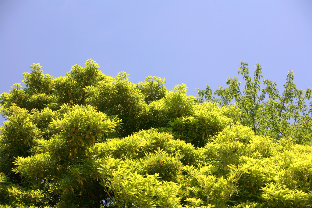 緑・緑・緑-2