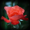 花遊び-3