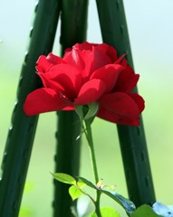 光の中の花-1